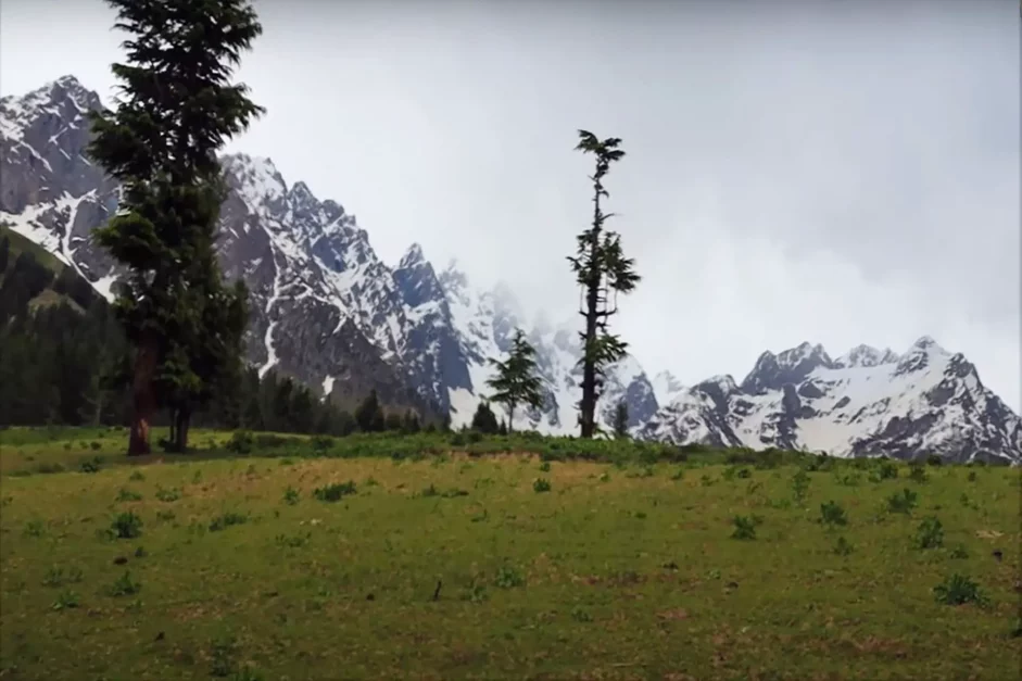 Jag Banal Meadows with snowy himalayan mountain in the back