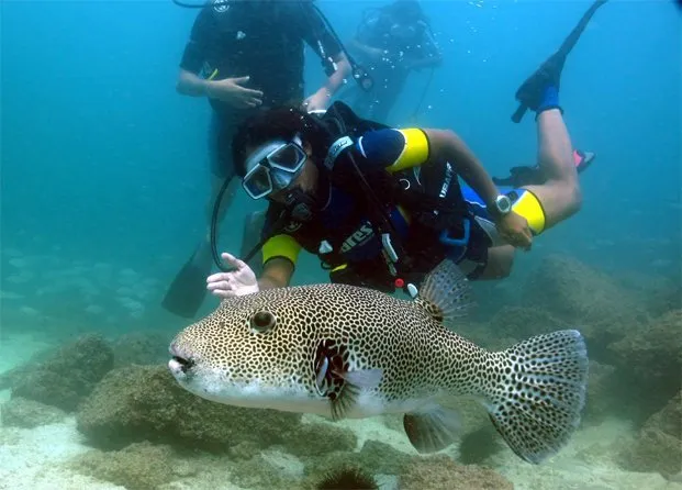 Marine Life of Astola Island