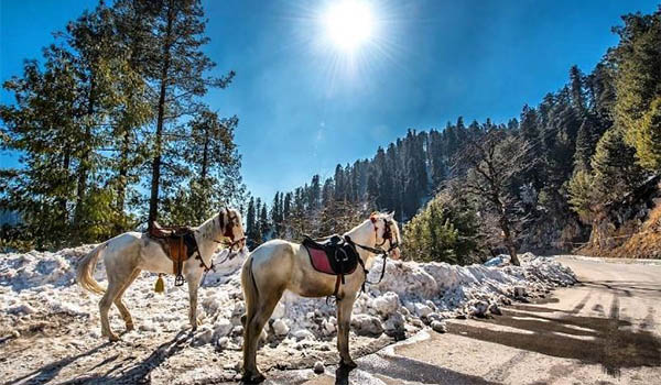  murree horseback at Sangreela Park Murree