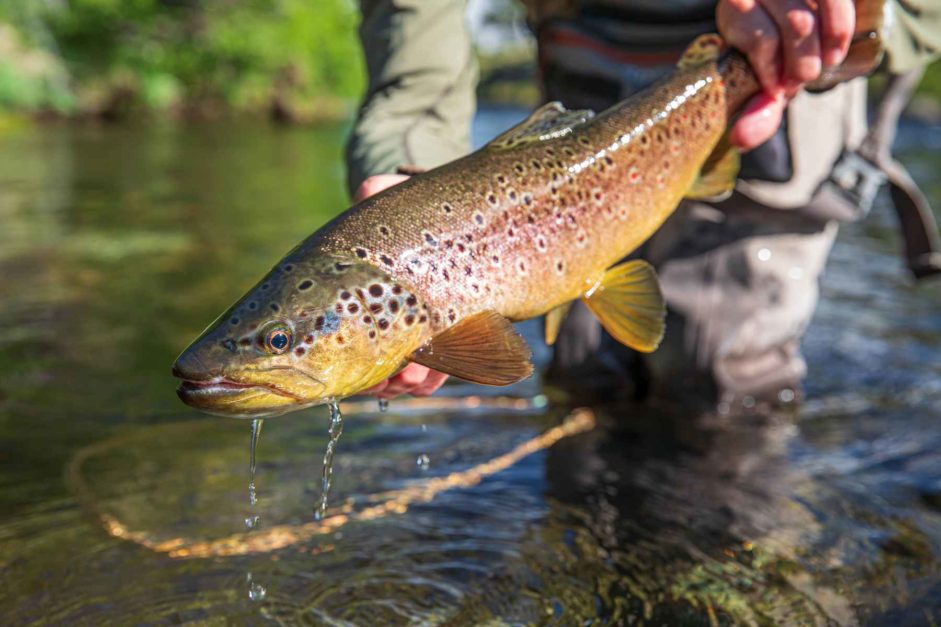 a guy holding trout fish