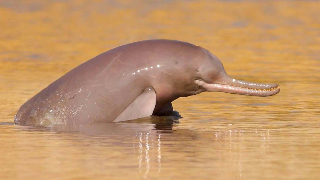 dolphin in the river