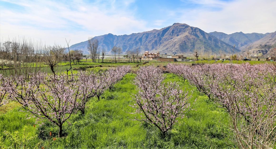 cherry blossom in swat postal 