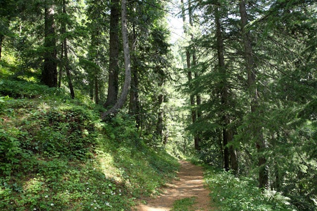 Ayubia National Park