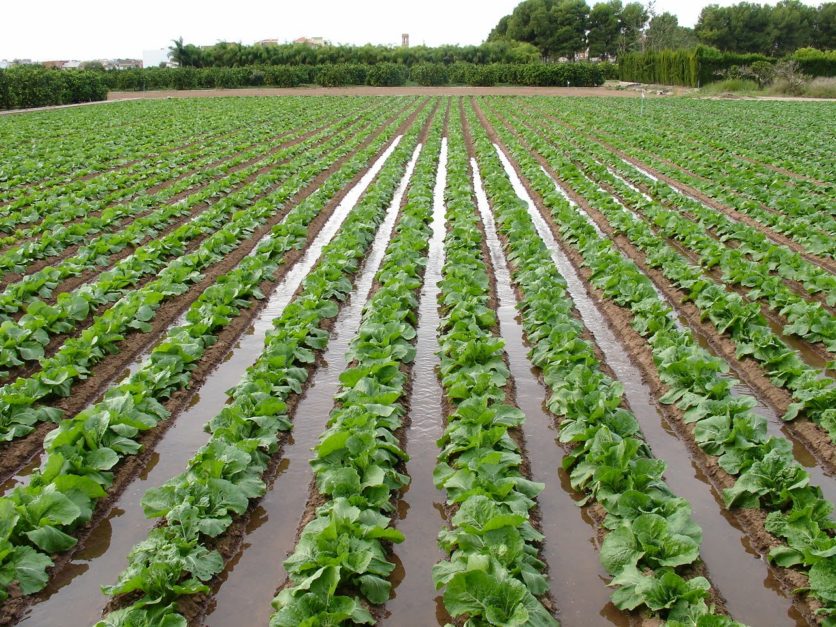 crops in a field