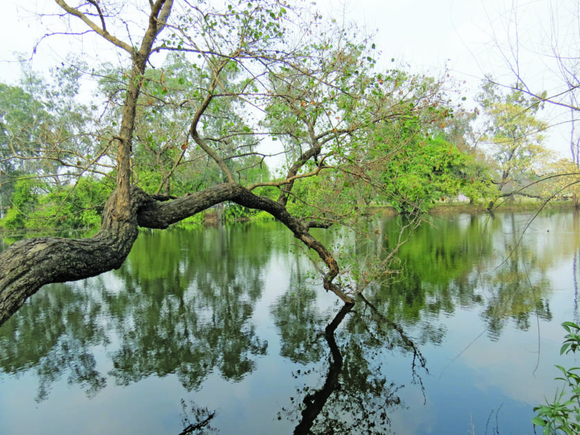 a tree facing a stream