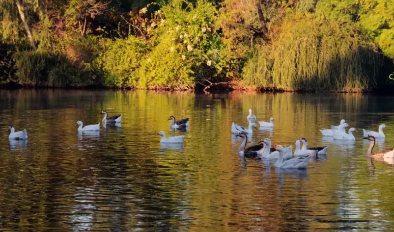 Ducks in stream at ayub park