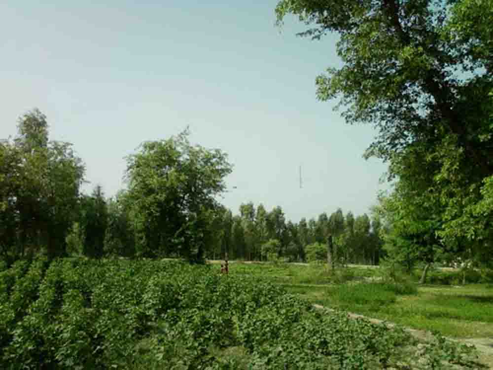 Agricultural land jampur