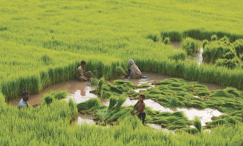 Rice field of Pakistan