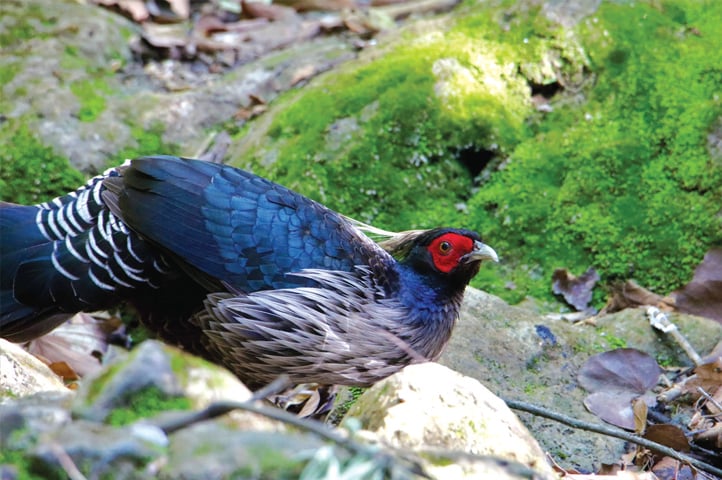 Wildlife at Margalla hills