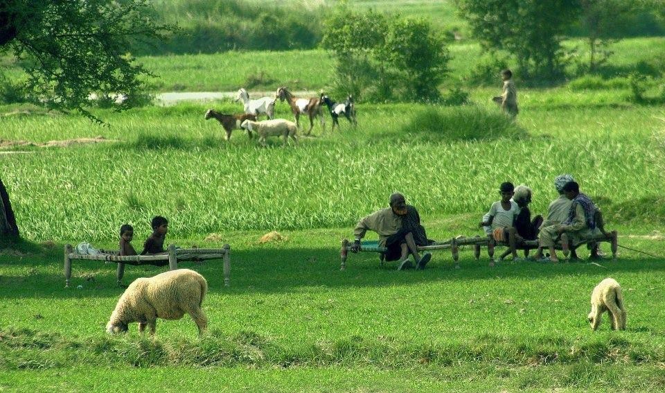 Punjab's greatest economic contributor: Agriculture