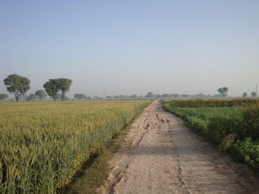 farming in arifwala