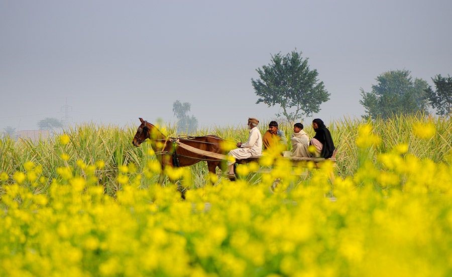 beauty of Punjab 