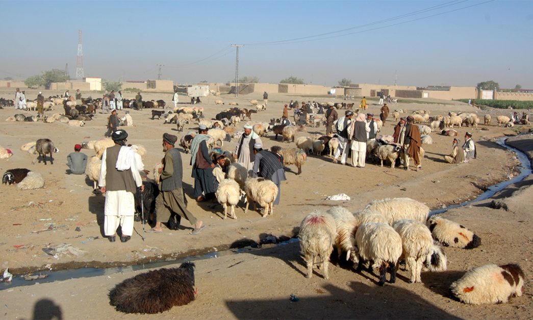 livestock market chaman