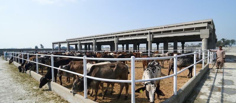 Systematic Livestock in Punjab