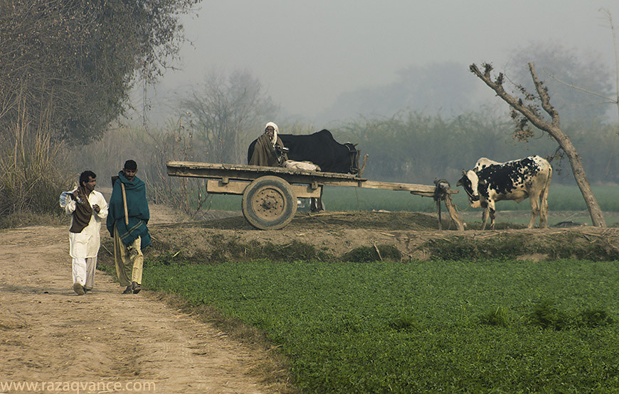 Sahiwal: an agricultural powerhouse of Pakistan 