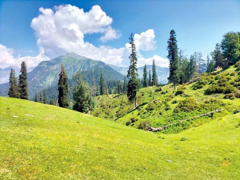 sharan forest mountains and meadows