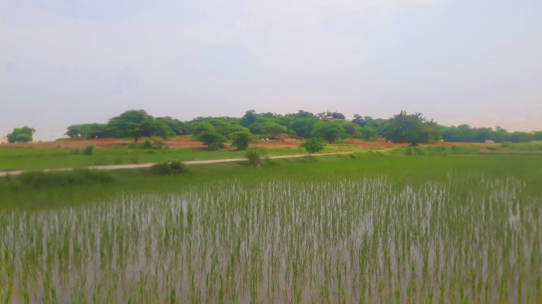 Narang Rice City 