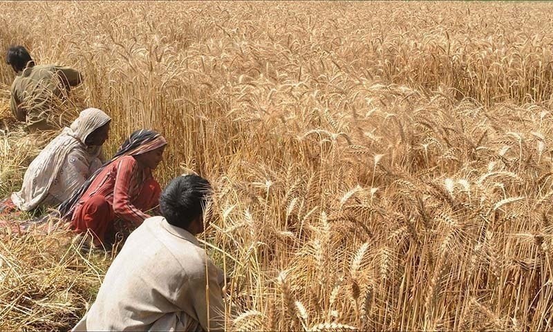 Wheat Fields of Shah Kot 