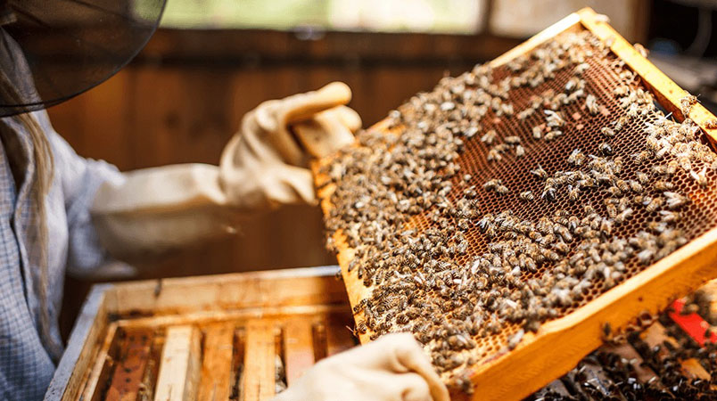 Bees keeping hangu