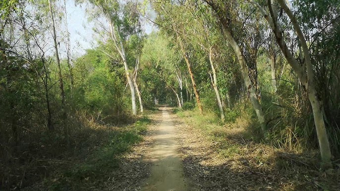 Daffer Forest Malakwal 