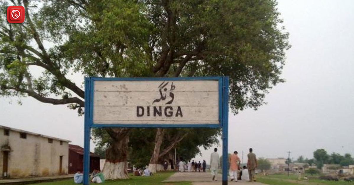 All You Need to Know About Dinga 