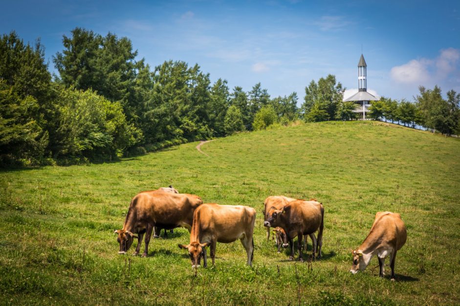 animals grazing in meadows