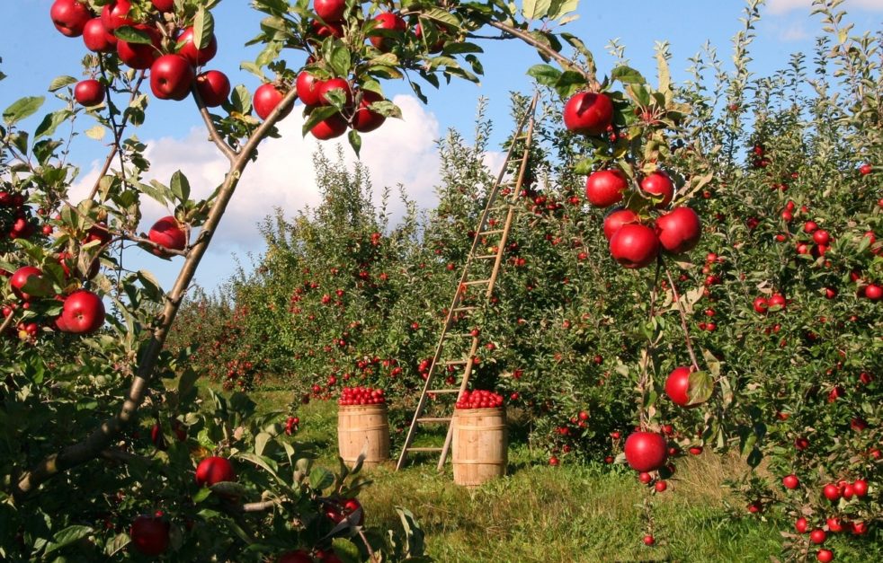 apple orchard loralai