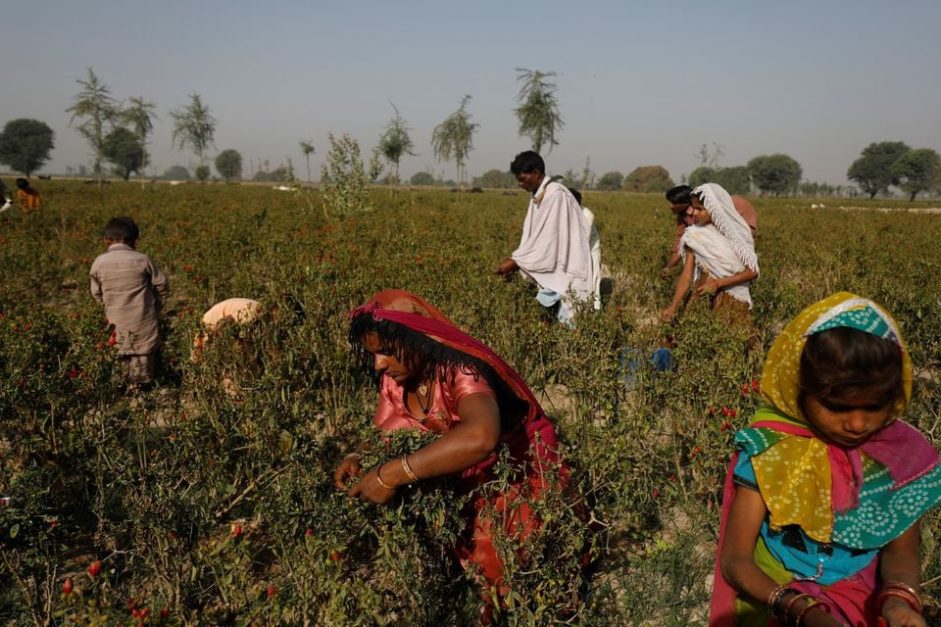 farmers harvesting crops in field