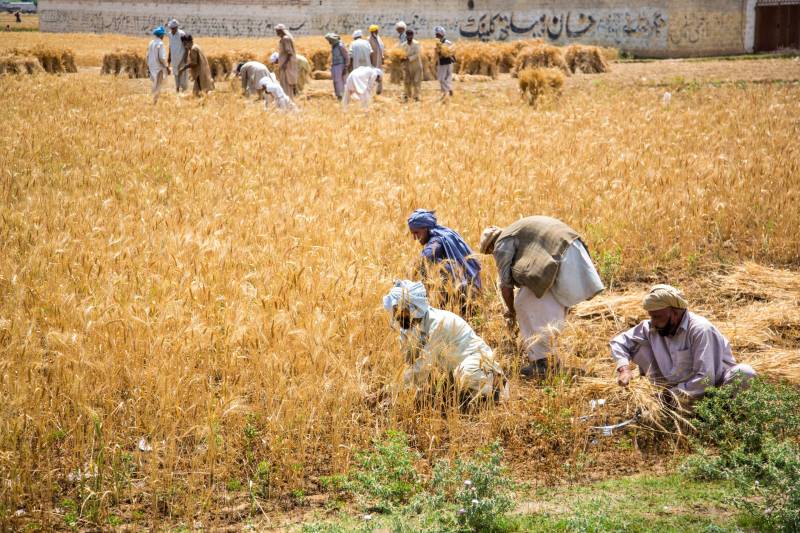 farmers harvesting crops