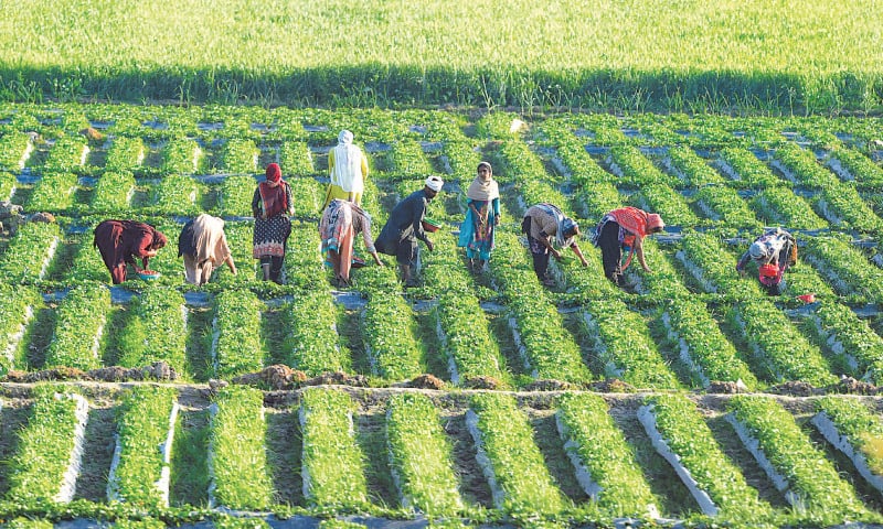 Agricultural Overview 