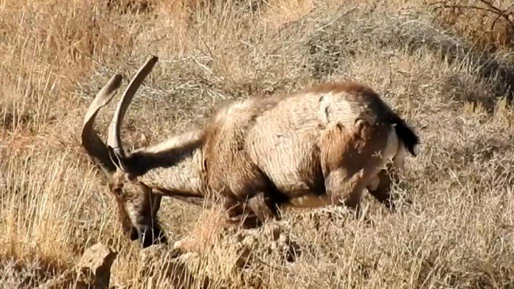 Chiltan ibex