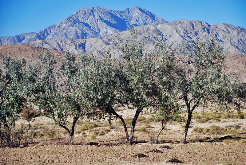 Chiltan Mountain