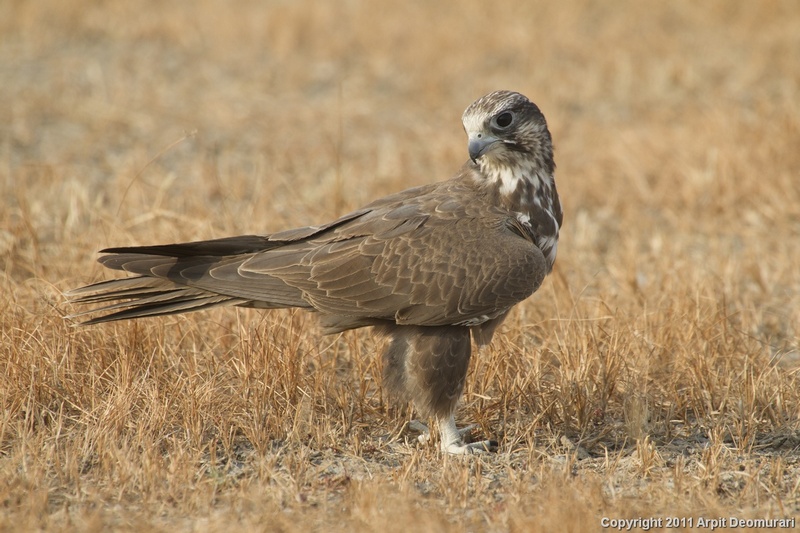 Laggar falcon chiltan national park