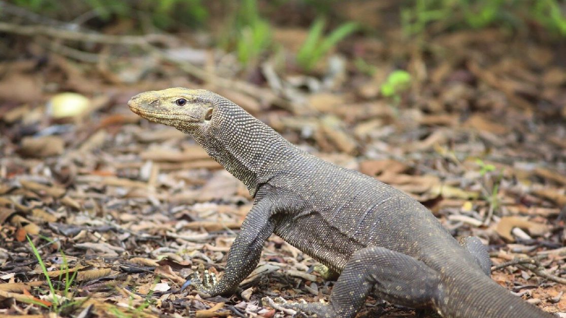 Monitor lizard