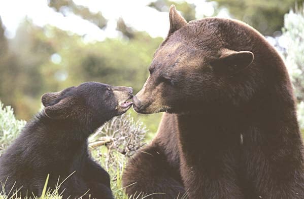 Balkasar Bear Sanctuary