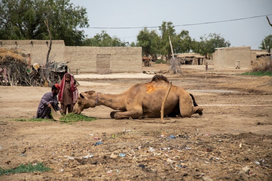 a camel resting