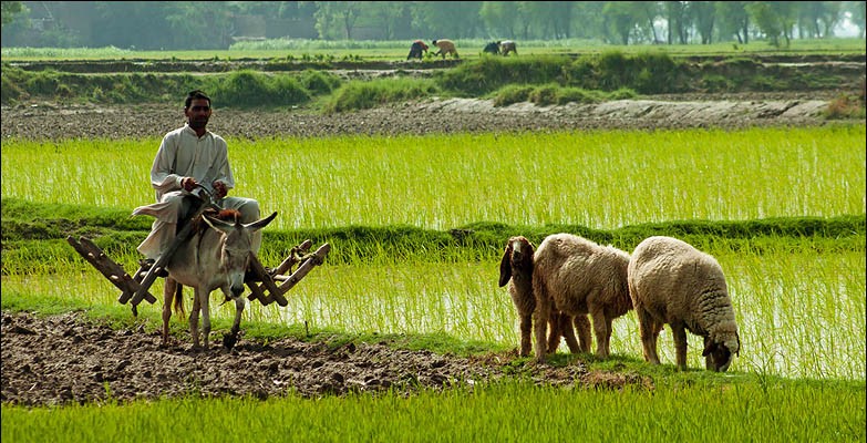 farmer and goats in the fields