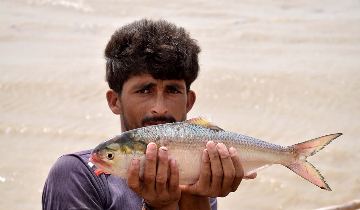 fisherman holding palla fish