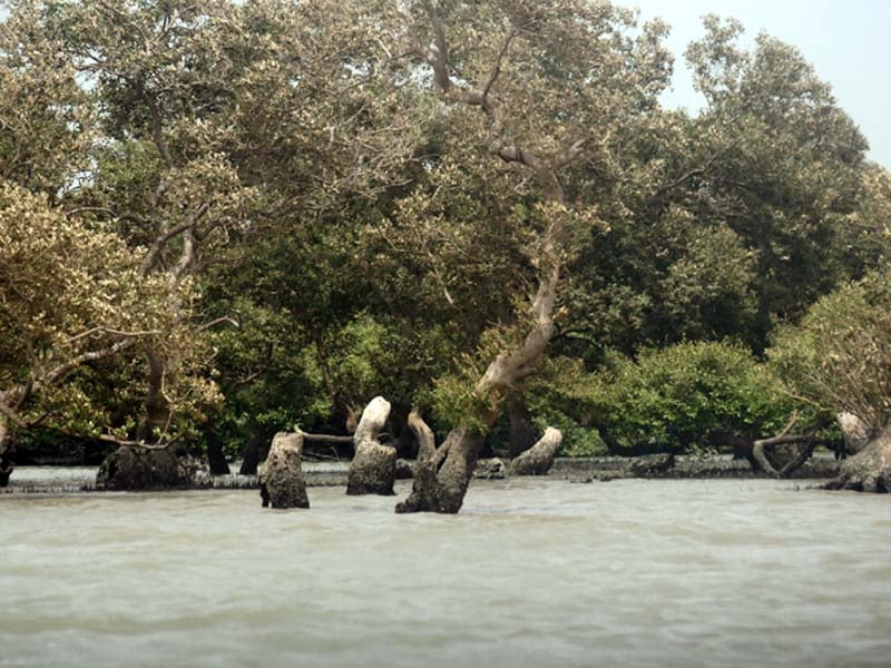 mangroves in keti bunder