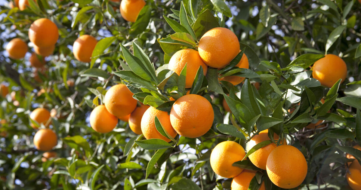 orange tree