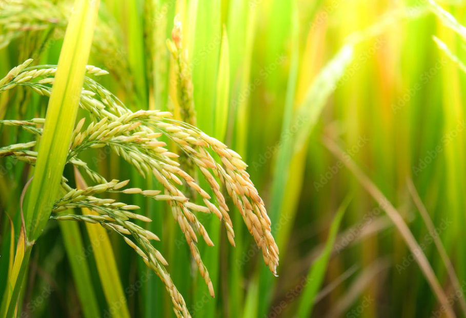 rice fields kamoke