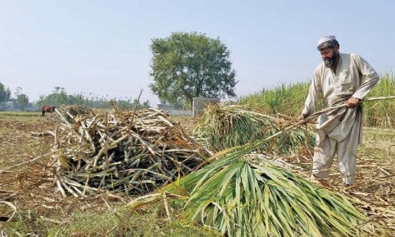 sugar cane harvesting