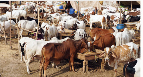 Samundri Livestock