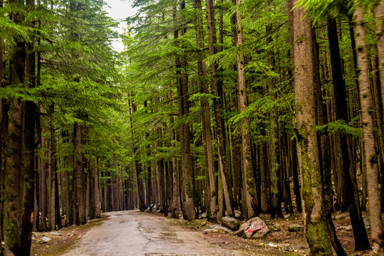 The lush green grounds of Ushu Forest create a nature paradise for tourists