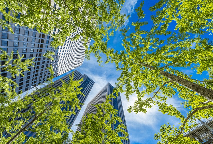 Trees and buildings