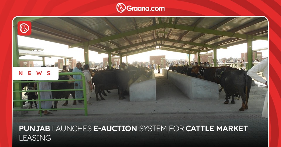 Cattle Market E Auction